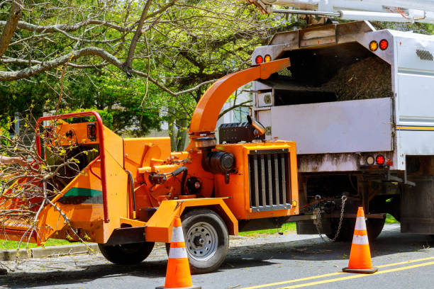 How Our Tree Care Process Works  in  Norton, VA